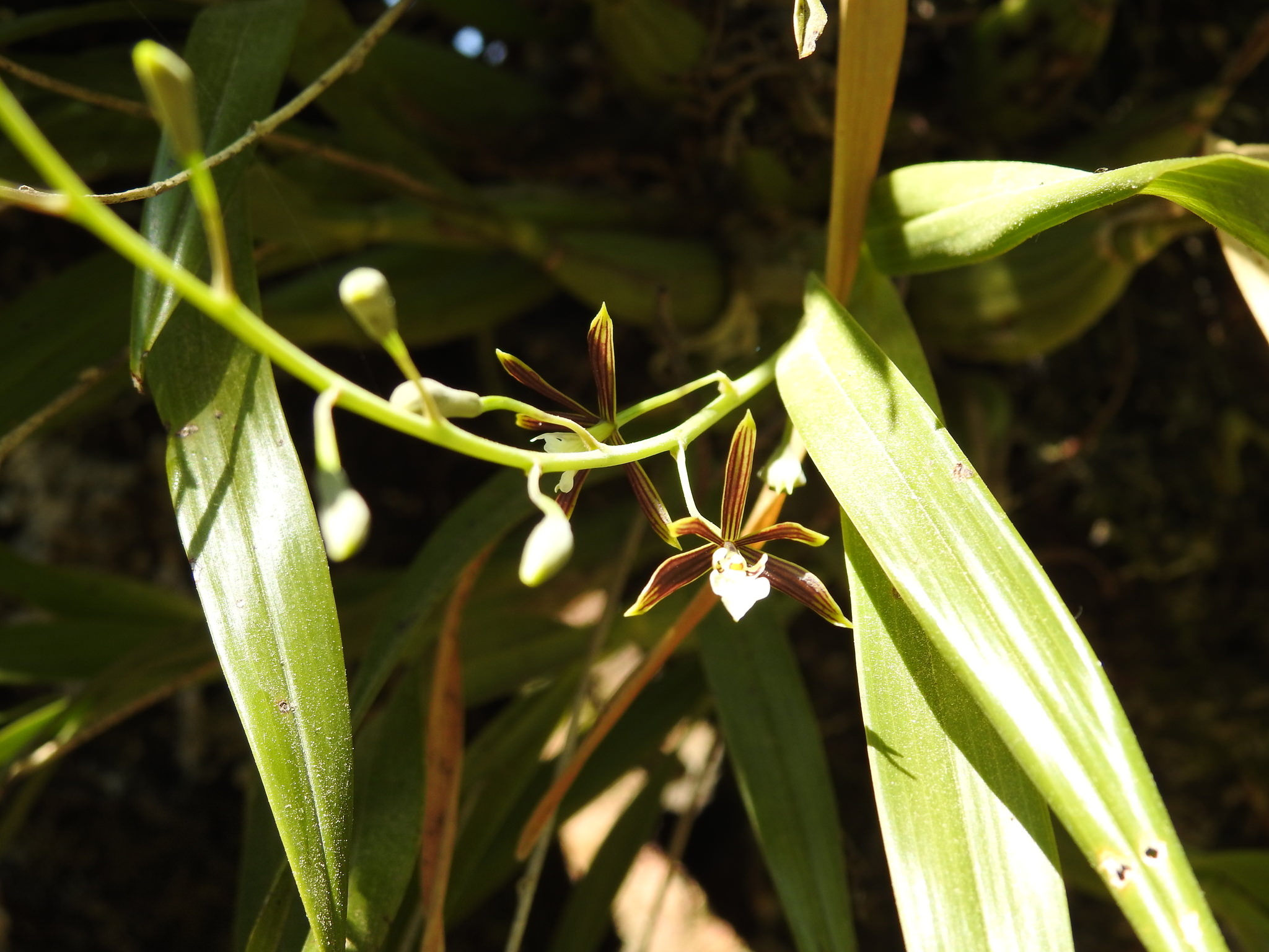 Prosthechea linkiana